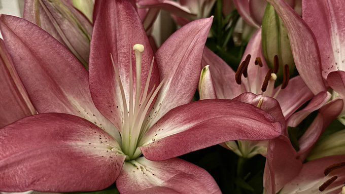 cherrysblossm | Joki Tugas 1000 Testi tweet media