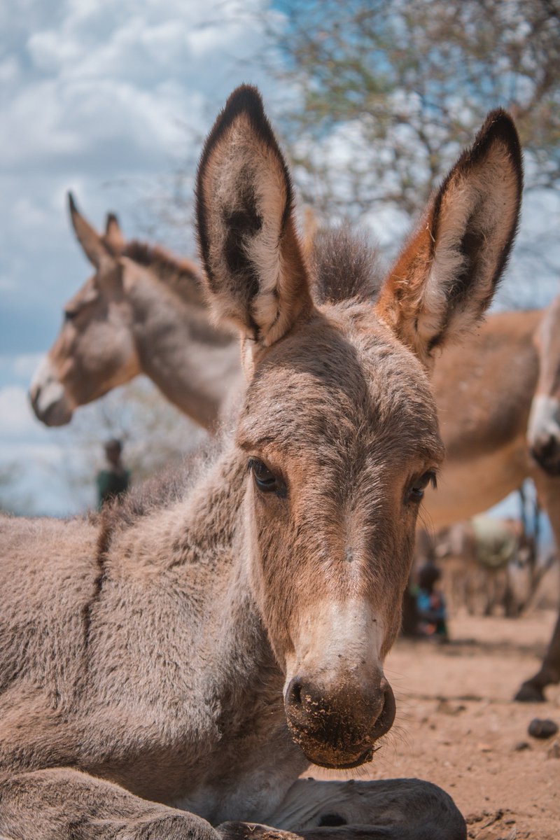 Arusha society for the protection of animals tweet media