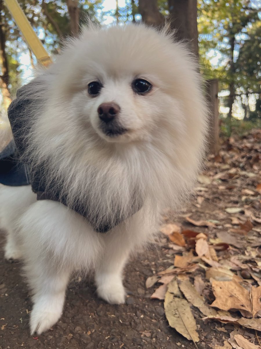 もちこ🇫🇷 (@momochimomoko) / Posts / X