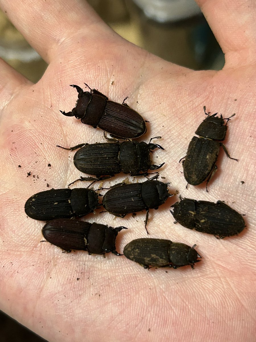 クワカブ好き 新・昆虫好き(特にクワカブ)