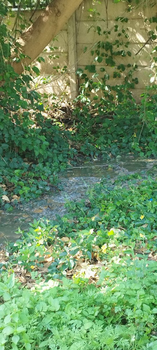 Niki Seberini tweet media