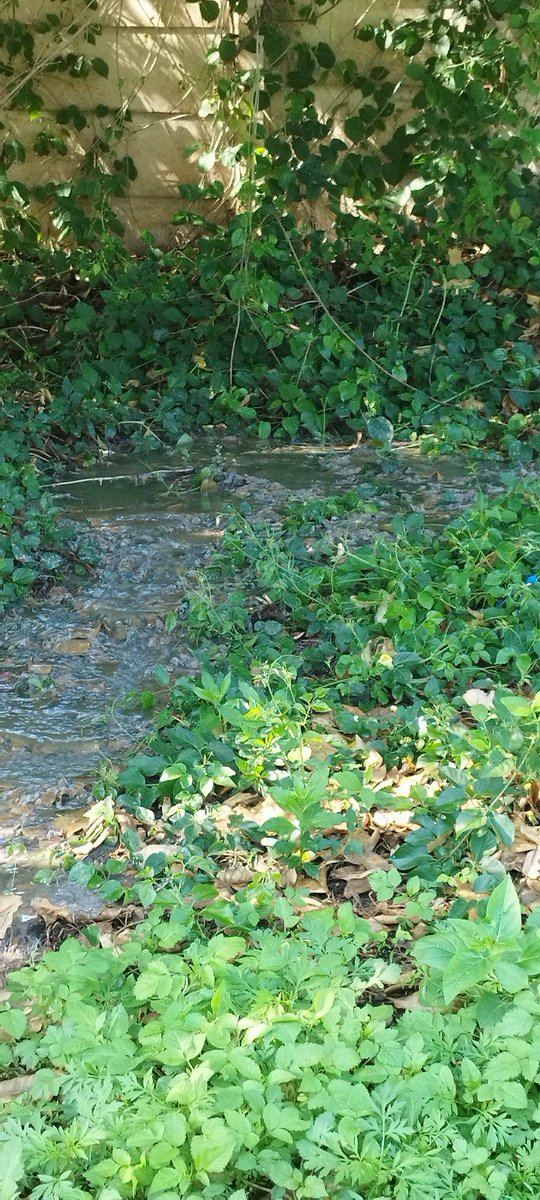 Niki Seberini tweet media