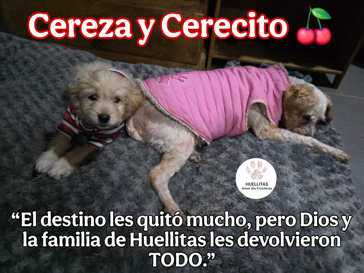 Ellos son la prueba viviente de que cuando hay amor, todo sana.

Gracias Familia de Huellitas Amor Sin Fronteras!!!

Juntos logramos milagros. 

Yo ❤️❤️❤️ a mi manada.

Cereza &amp; Cerecito
