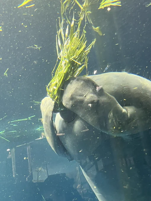 飯を食うマナティかわいすぎんか #鳥羽水族館