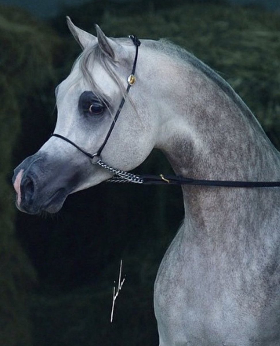 صَلُّوا علىٰ غيثِ القُلوب وريِّها
خيرُ الخلائقِ رحمةُ الرَحمـٰن"ﷺ

#صلوا_عليه_وسلموا_تسليما 
#اللهم_صل_وسلم_على_نبينا_םבםבﷺ 

 #صباح_الخير🌹🌹