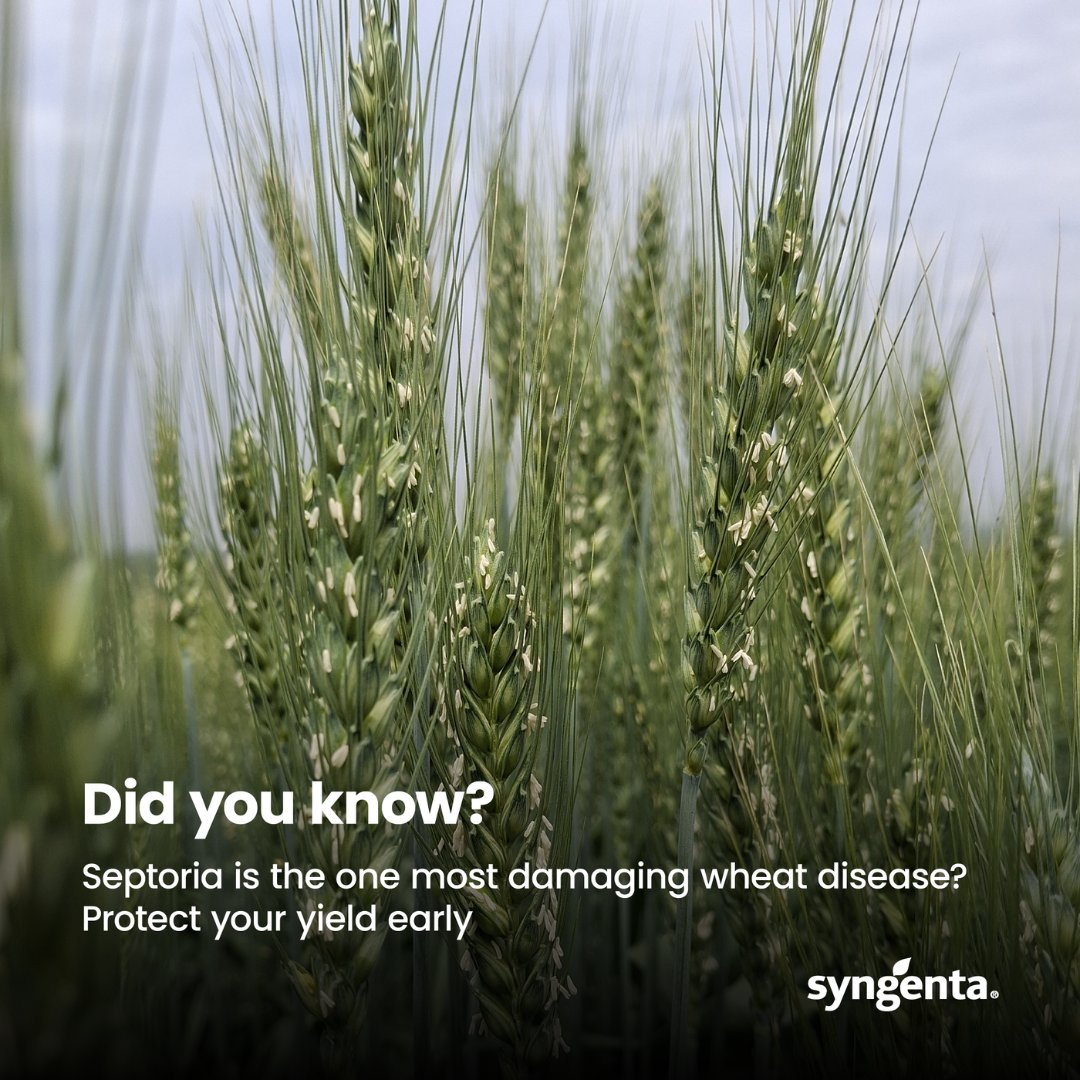 Syngenta_Kenya's tweet image. Shamba ya wheat ni Investment na early crop protection kutoka Septoria ndio siri ya mazao bora. ​

Usirisk yield yako kudrop, chagua Elatus Arc leo! ​

#SyngentaKE #CropProtection #ElatusArc #Wheat #Septoria #Rust