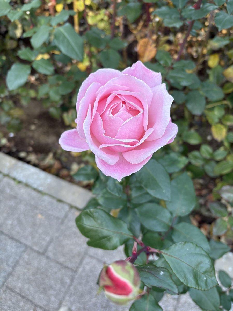 Chika542912's tweet image. 今日もお天気が良いので
お出かけ〜
深大寺

神代植物園でバラも楽しんできました
#深大寺
#調布市