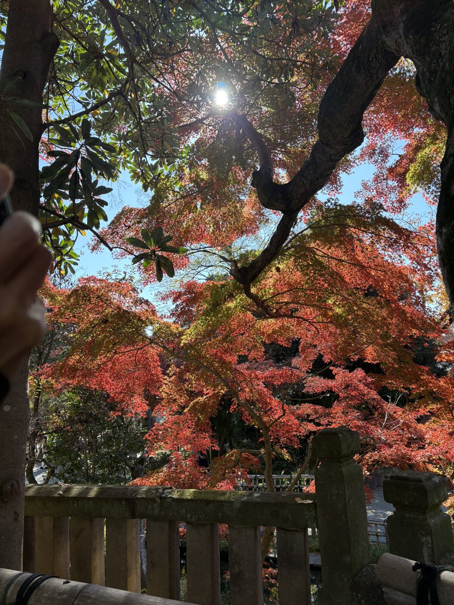 Chika542912's tweet image. 今日もお天気が良いので
お出かけ〜
深大寺

神代植物園でバラも楽しんできました
#深大寺
#調布市