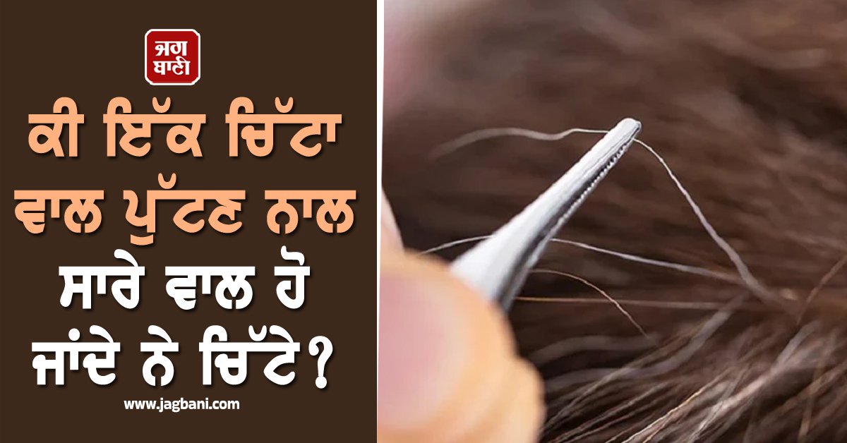 JagbaniOnline's tweet photo. ਜ਼ਿਆਦਾਤਰ ਲੋਕਾਂ ਨੂੰ ਆਪਣੇ ਸਿਰ 'ਤੇ ਸਲੇਟੀ ਜਾਂ ਚਿੱਟੇ ਵਾਲ ਦੇਖਣੇ ਪਸੰਦ ਨਹੀਂ ਹੁੰਦੇ। ਅਜਿਹੇ ਵਾਲ ਦੇਖਦਿਆਂ ਹੀ ਲੋਕ ਉਨ੍ਹਾਂ ਨੂੰ ਤੁਰੰਤ ਪੁੱਟ ਦਿੰਦੇ ਹਨ। ਆਮ ਤੌਰ 'ਤੇ ਸਲੇਟੀ ਵਾਲ 30 ਸਾਲ ਦੀ ਉਮਰ ਦੇ ਆਸ-ਪਾਸ ਆਉਣੇ ਸ਼ੁਰੂ ਹੋ ਜਾਂਦੇ ਹਨ,
#pluckingonewhitehair #correctanswer #experts https://t.co/hcZgv795he