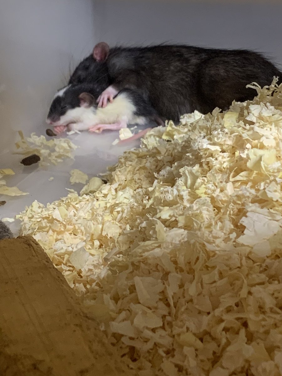 これ可愛くない？　ラットが子供と添い寝してる！