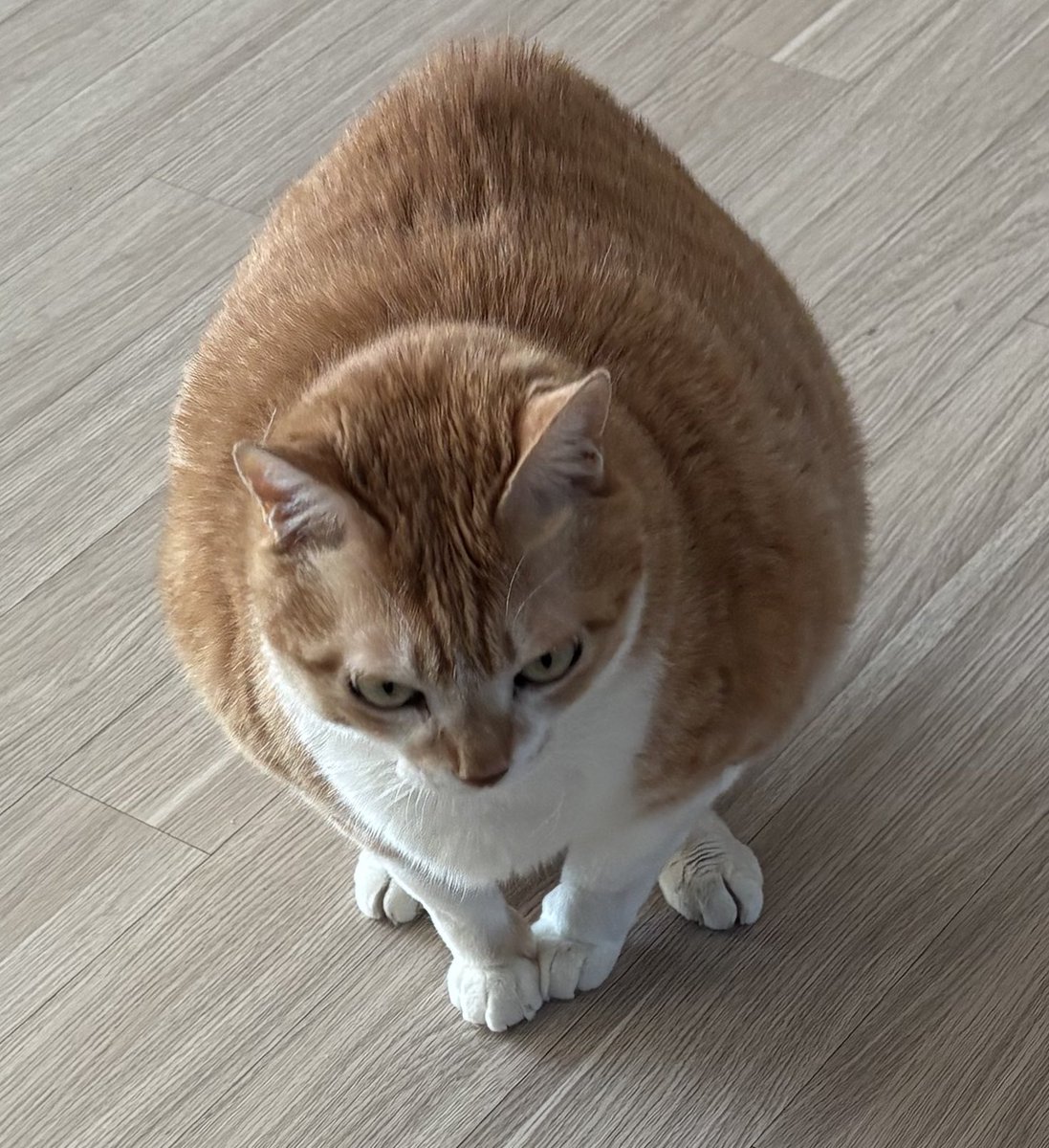 navi_mang's tweet image. 