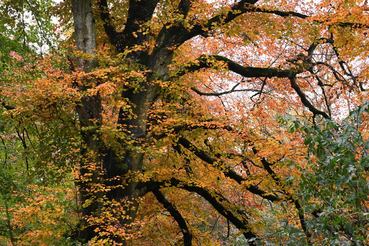 The desolate, deserted trees
The faded earth, the heavy sky
The beauties she so truly sees
She thinks I have no eye for these
And vexes me for reason why

Not yesterday I learned to know
The love of bare November days

Frost