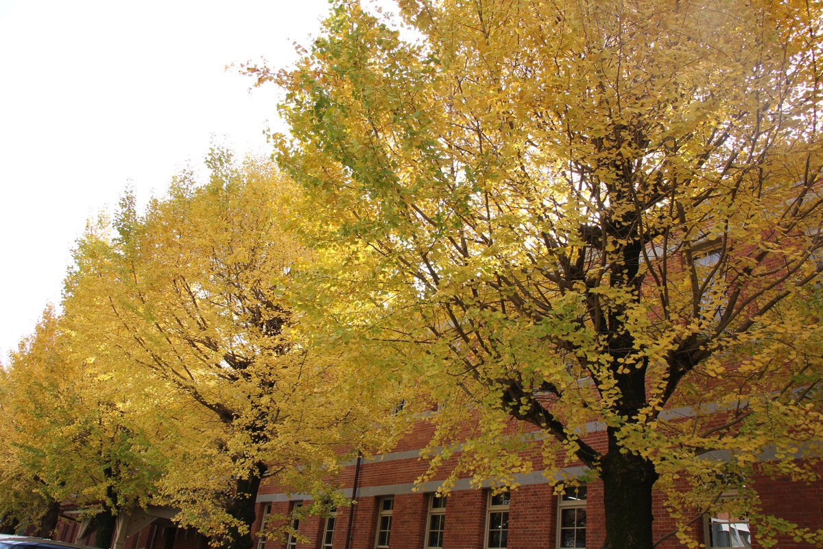 ＃熊大 五高記念館 付近で鮮やかなイチョウの紅葉が見られます🍂
教育学部の3人の学生さんも授業終わりに訪れたとのこと✨
校舎ほどの高さがある立派なイチョウが並んでおりますので、五高記念館の２階の窓からは間近で紅葉をお楽しみ頂けます！
素敵な秋の風景を見にぜひ　#熊本大学 へお越し下さい☺️
