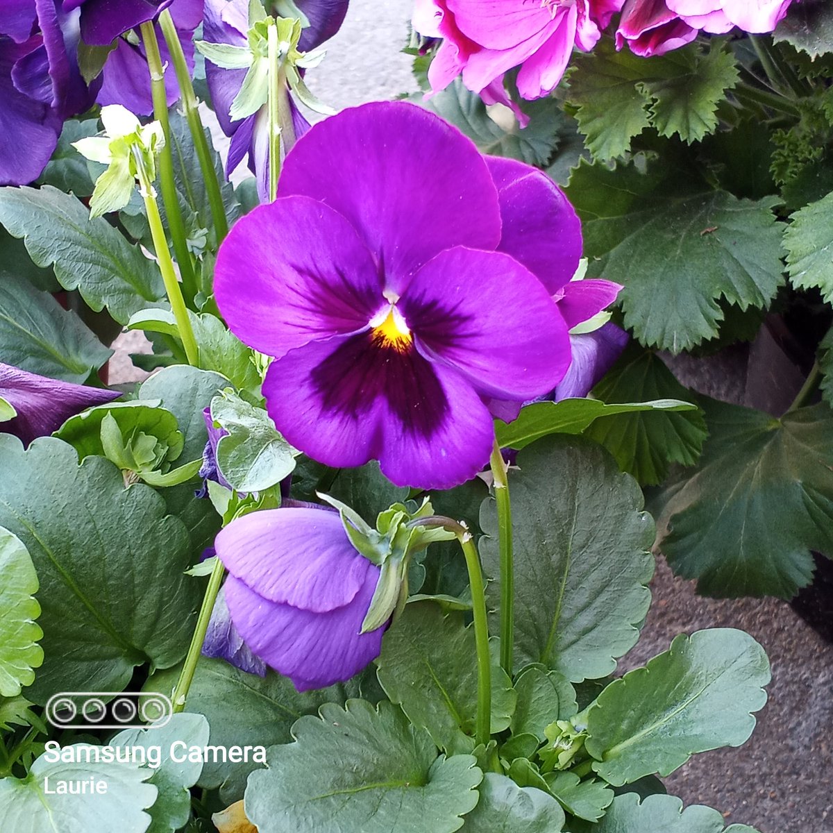 SophieRaccoons's tweet image. Just a sweet little #pansy from this last summer.  #PurpleFriday #FlowersOnFriday #Flowers #joy