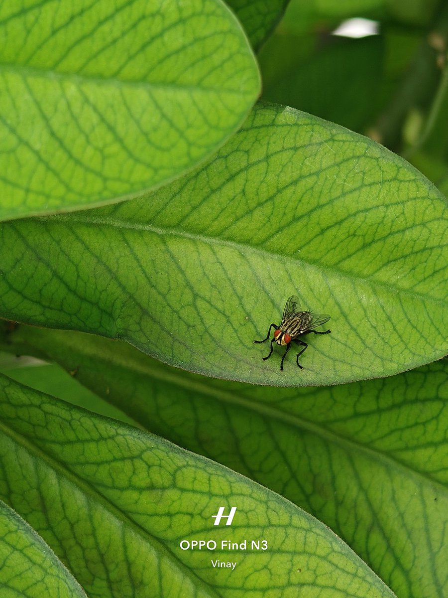 VinayKu64450906's tweet image. Nature creates poetry too delicate for words where sunlight meets leaves and stillness meets flight.
#NatureNovember
#ShotOnSnapdragon 
#ShotOnOPPO Find N3
#SmartphonePhotography
#NatureLover
#LeafLife 
#BeautifulWorld
#NaturalBeauty 
#InspiringNature 
#GoGreen
#OPPOCommunity