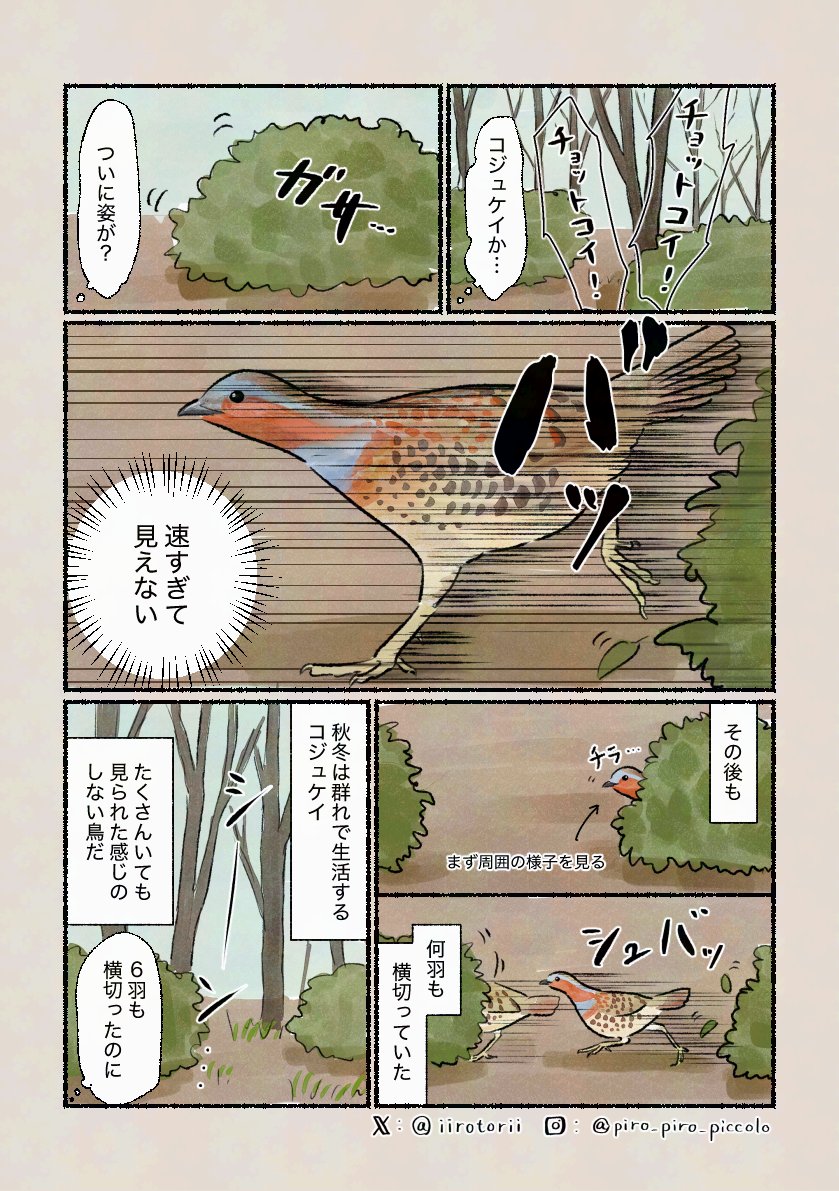 「声はするのに」
警戒心の強い鳥です。 