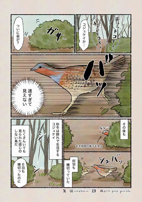 「声はするのに」
警戒心の強い鳥です。 