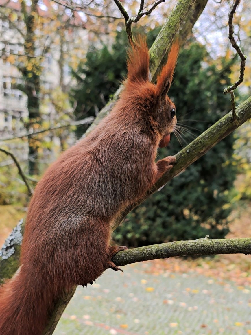 Guten Morgen aus Nusshausen 🐿