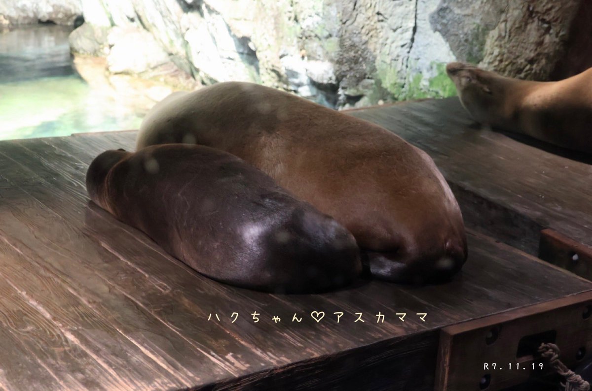 むっちむちに大きくなっても、寝る時はママと一緒♡╰(*´︶`*)╯♡
#海遊館 #カルフォルニアアシカ #アシカ大好き♡