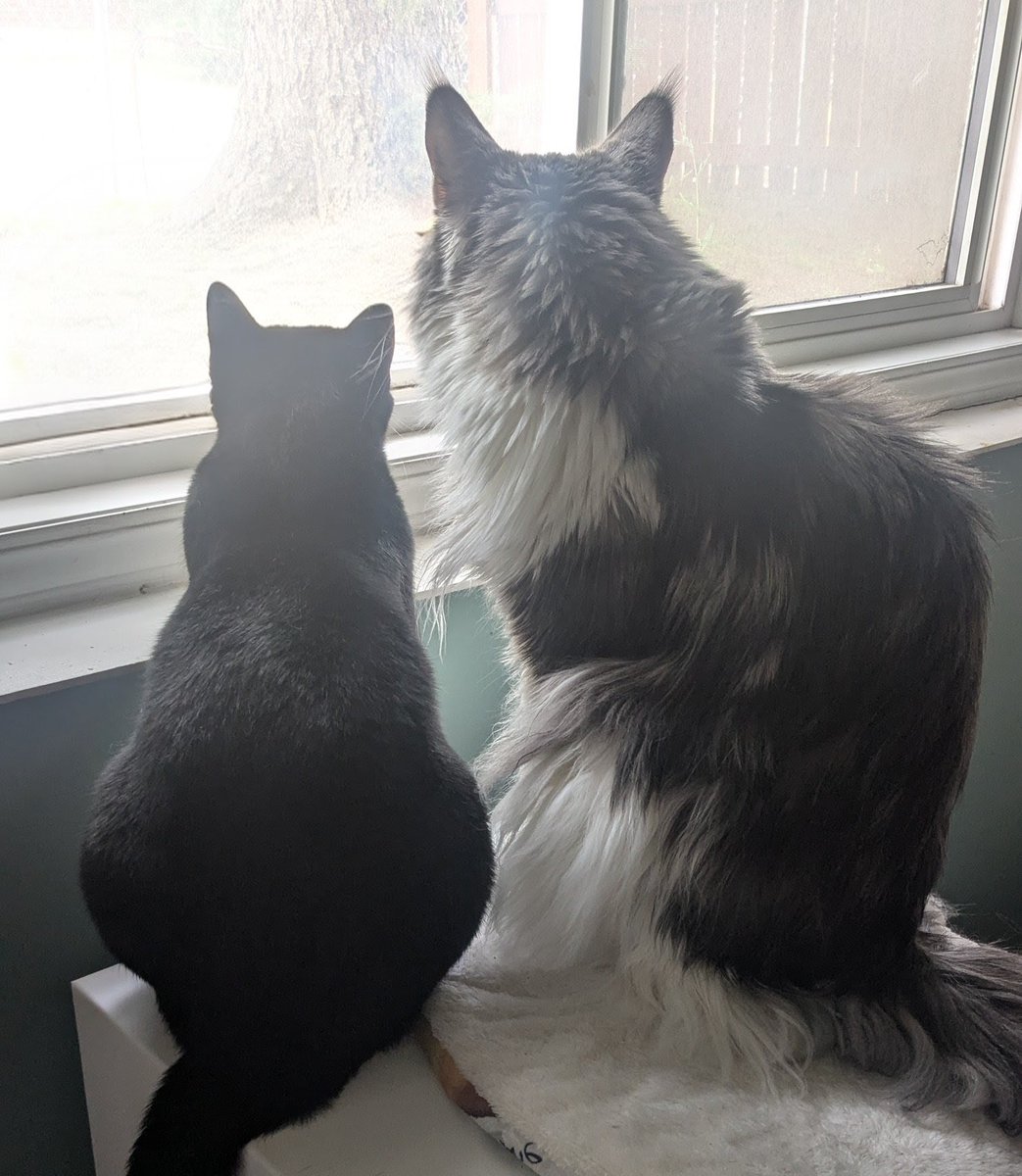 maccchia the orebreaker | 🌖 | ENVtuber tweet media