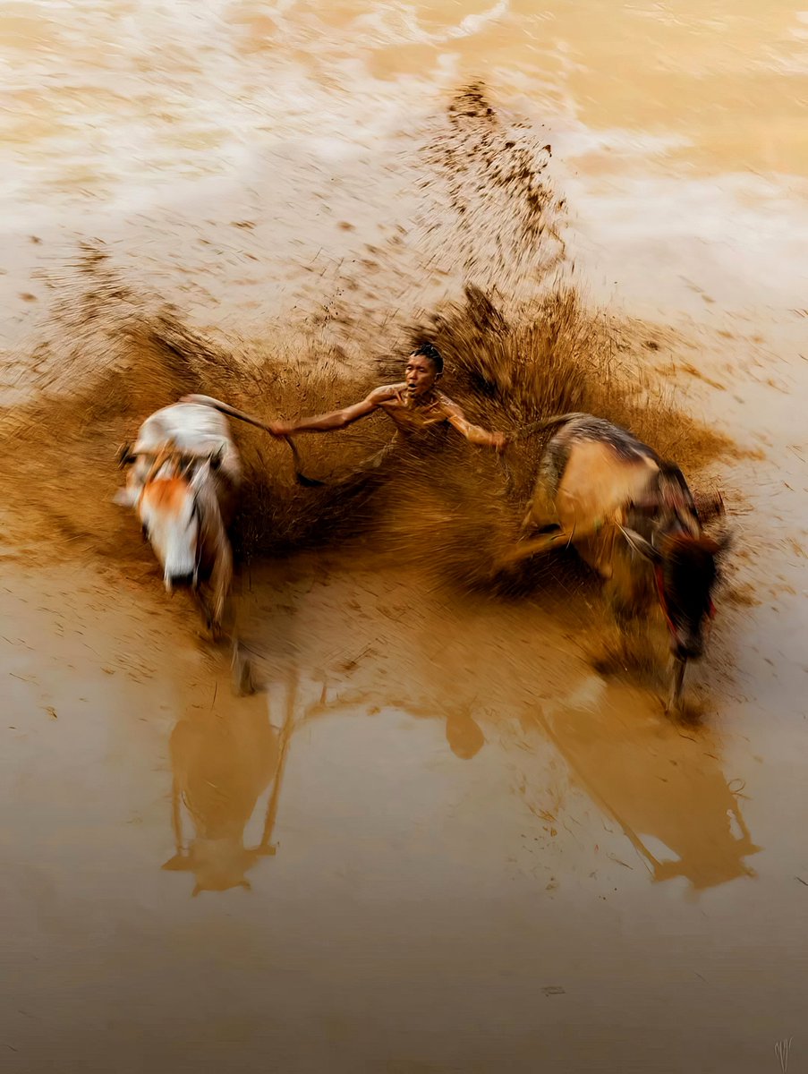 Yose Mirza  - "Pacu Jawi" (Cow Race) - West Sumatra, Indonesia
