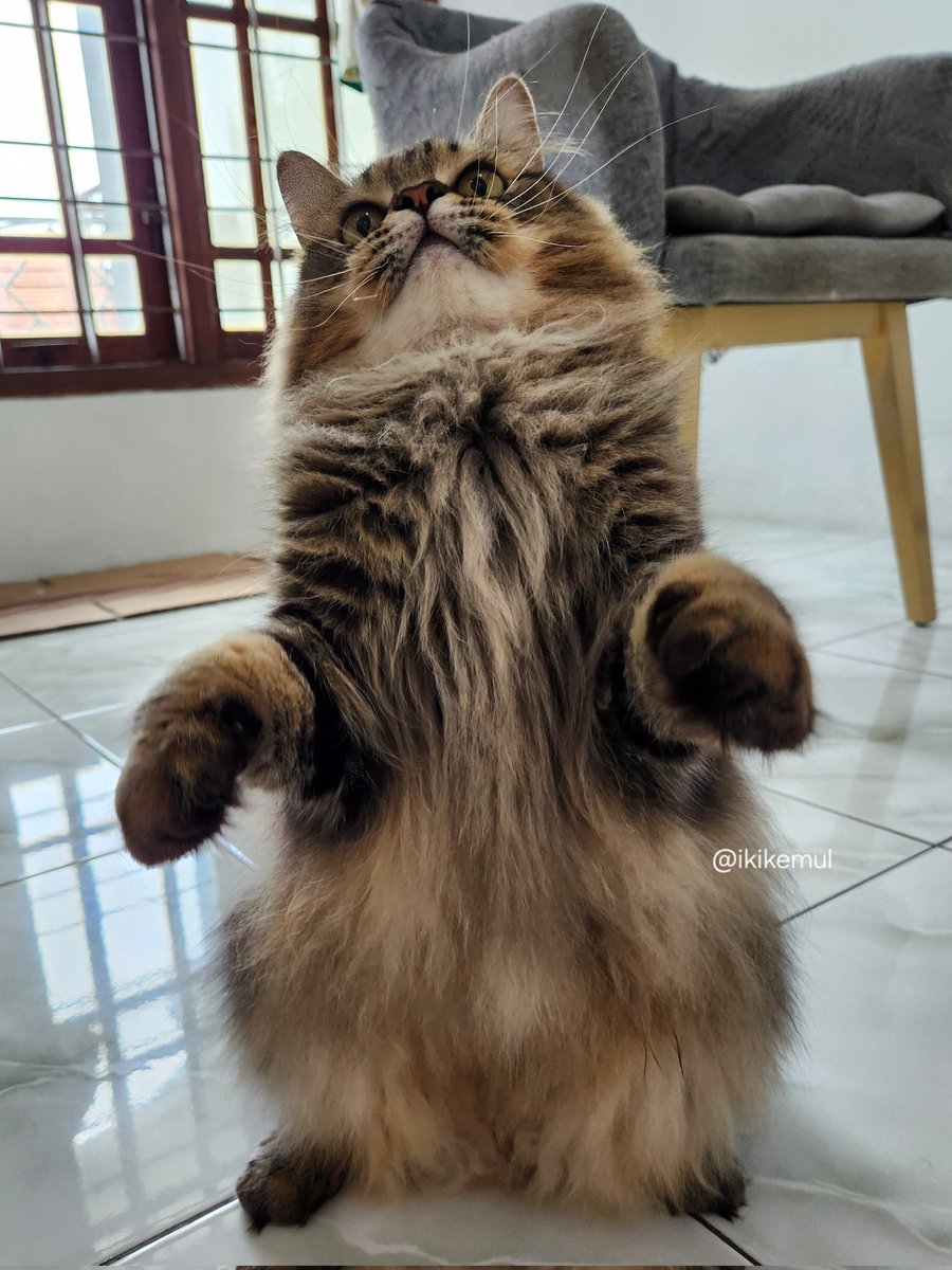 today he stands on two feet; tomorrow he might conquer the world 👑