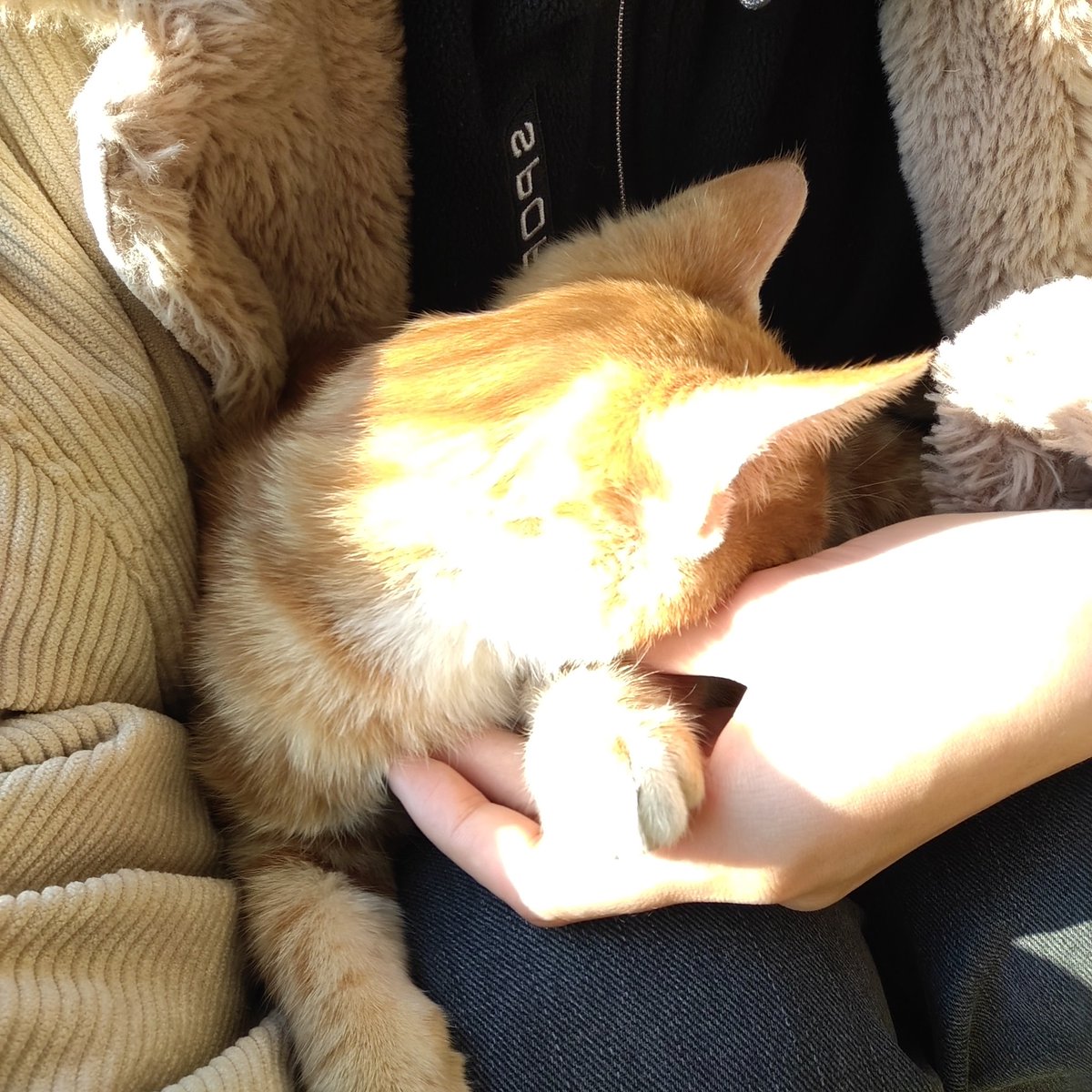 JKwybb92's tweet photo. 猫🥺🥺 https://t.co/8s2TTxDs0R
