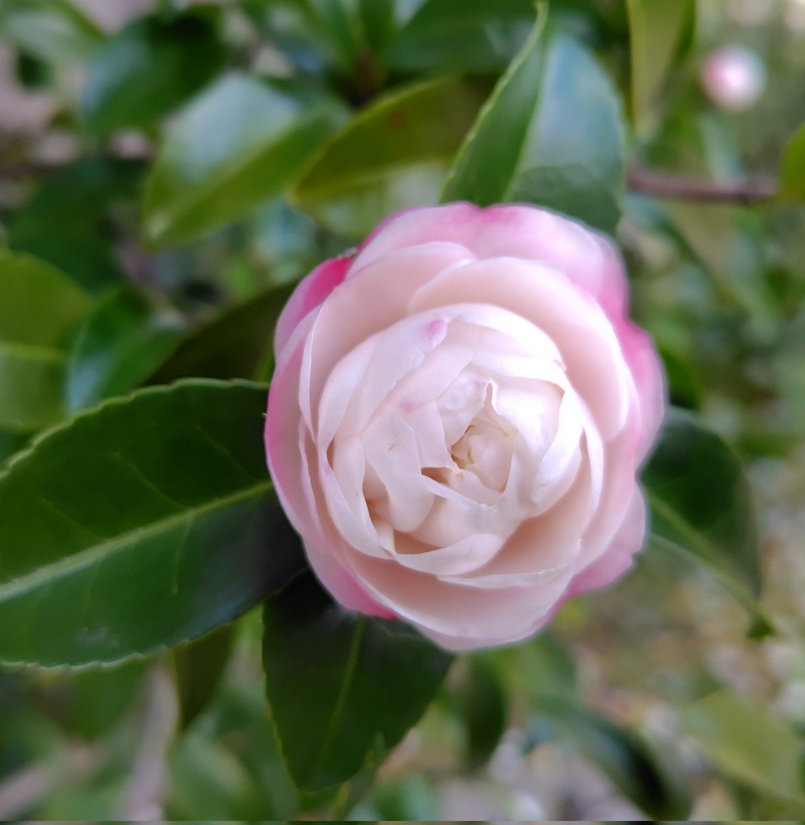 sasanqua0406's tweet image. 蕾はうすいピンク色🩷
#サザンカ