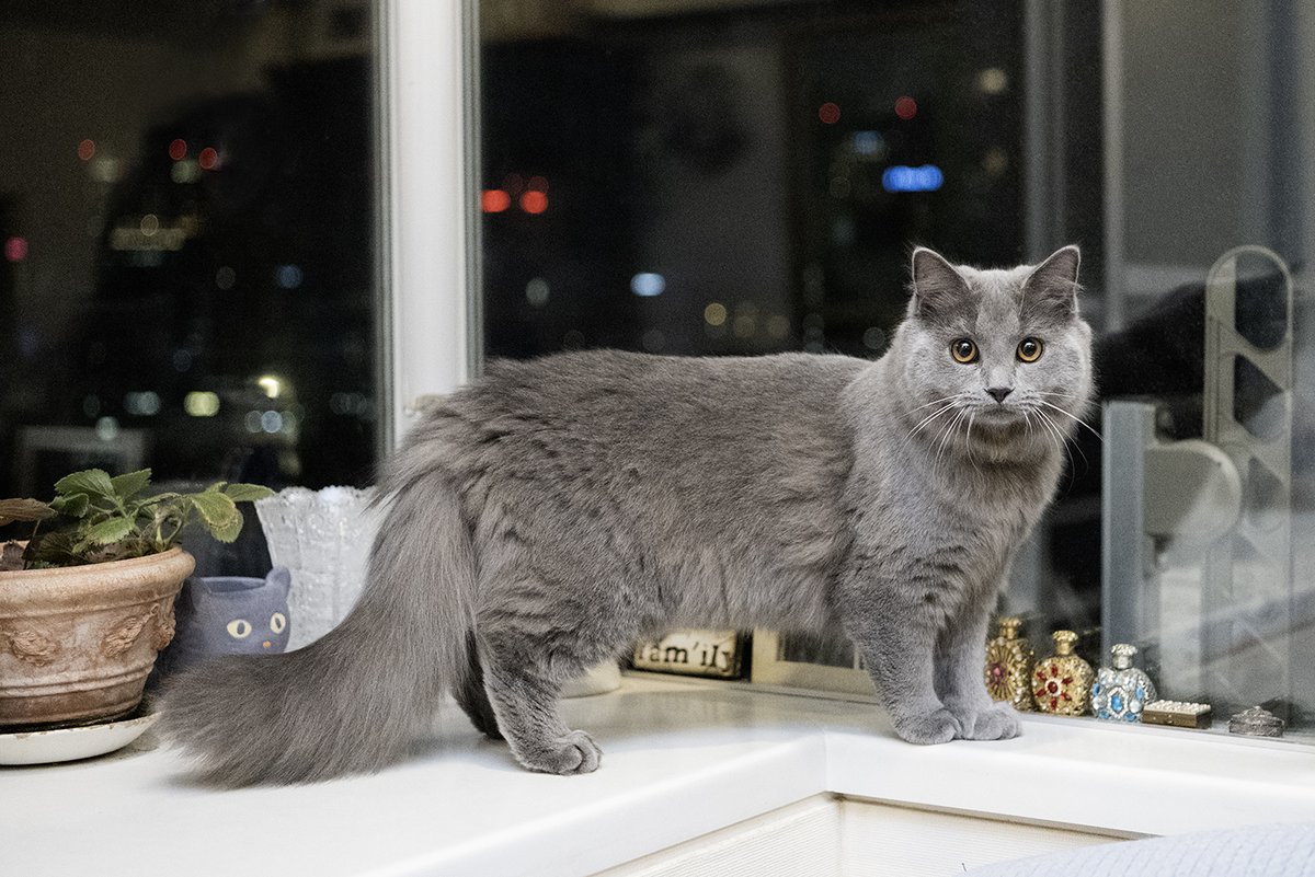 ここねここ (@coconekoko) / Posts / X