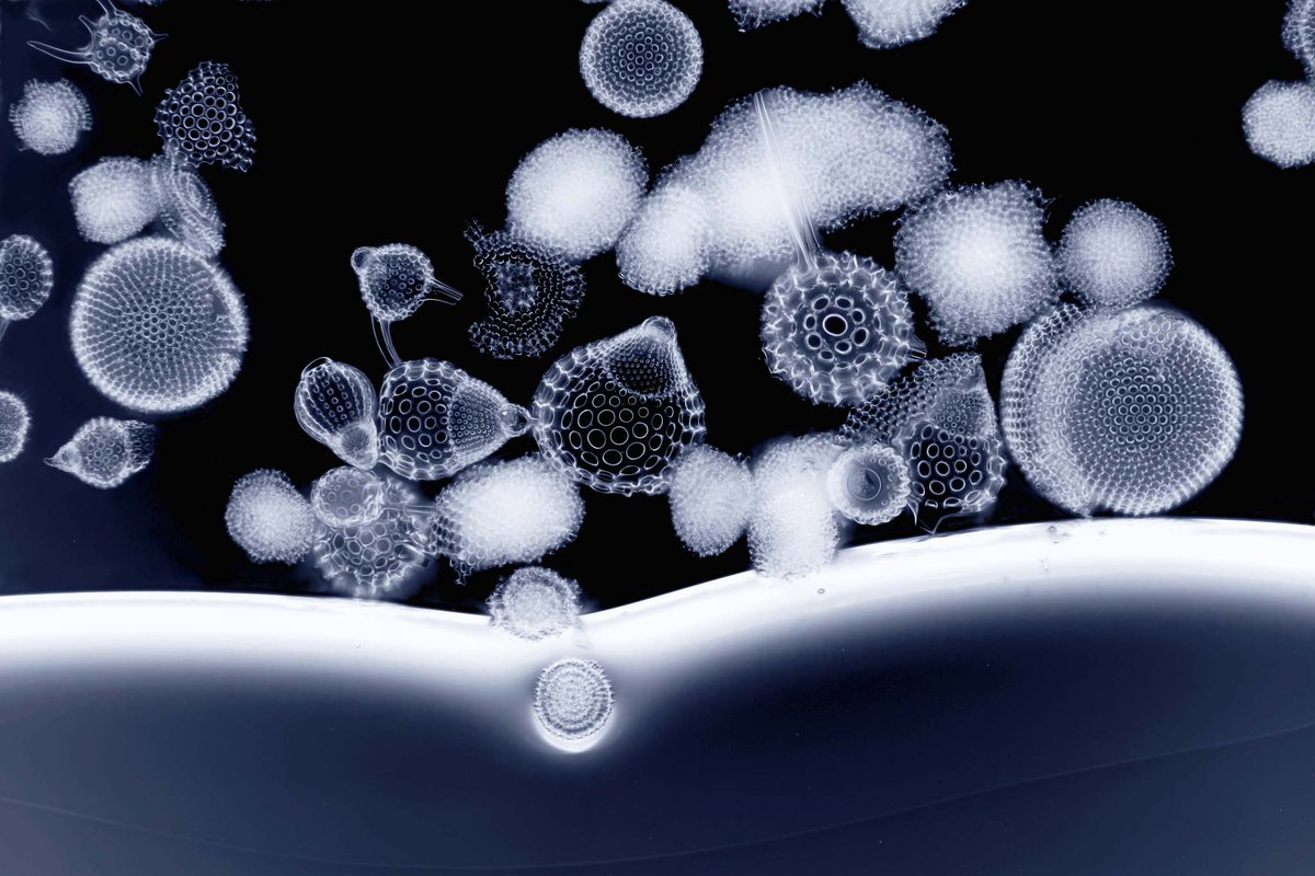 NikonSmallWorld's tweet image. Seashells often provide shelter and protection for sea creatures. Take these microscopic shells, for example. These are exoskeletons for radiolaria, single-celled marine organisms measuring between 0.1-0.2 mm in diameter. 🐚

bit.ly/47GcAh1

Credit: Ralph Grimm