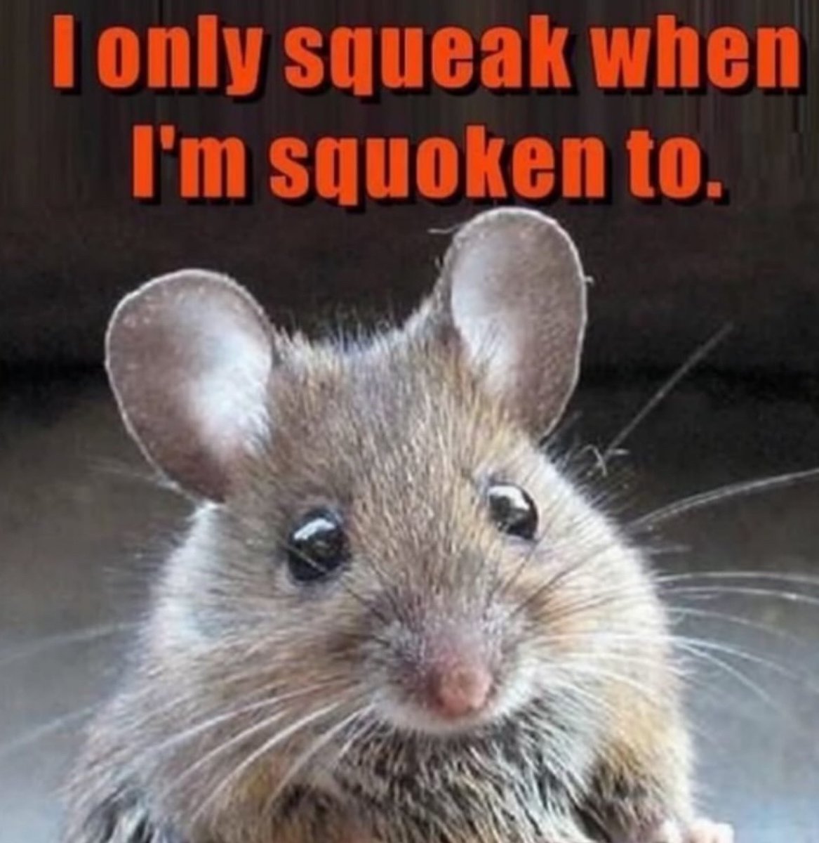 RespectfulMemes's tweet image. 