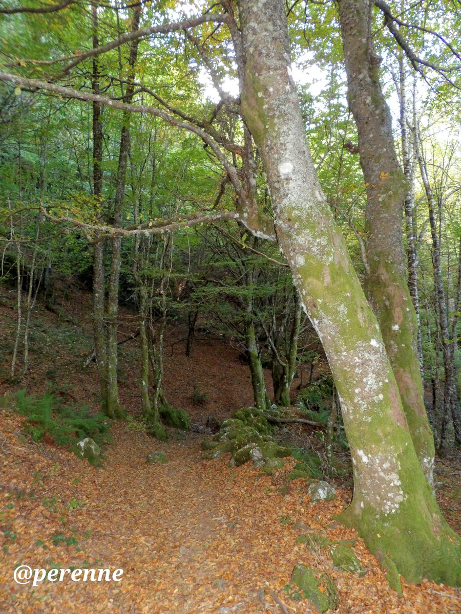 Quien no tiene destino que se adentre en el bosque...
🖋 Iván Cabrera
#BuenosDías #21Nov