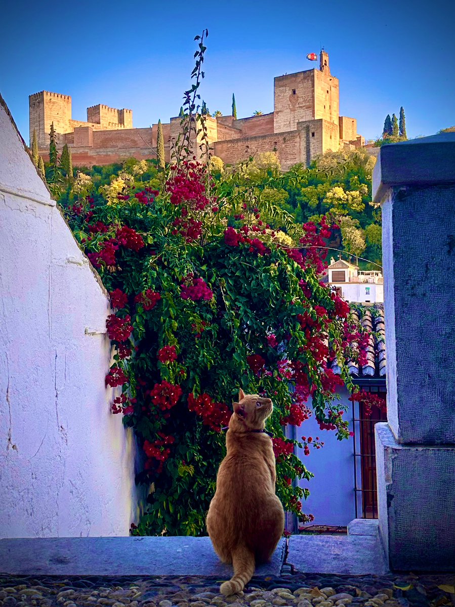 FisioRosales's tweet image. OS PUEDO PEDIR UN FAVOR??🙏🙏🙏

Dadle mucho cariño a una de las fotos más especiales que habré hecho en años..😍😍😍😍😍😍😍😍

Feliz Viernes a todos!! ❤️❤️❤️❤️❤️