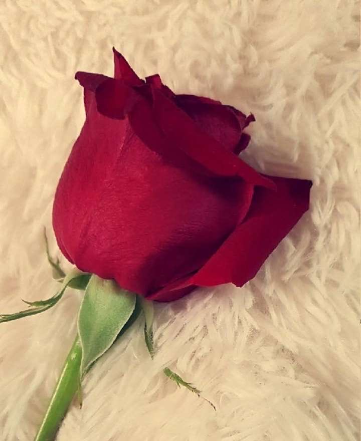 بين الحرف والشعور همسة ورد