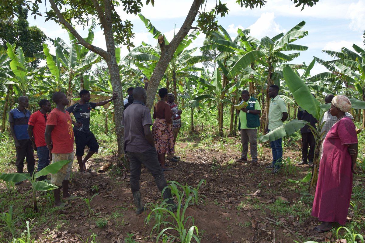 Bulindi ZARDI tweet media