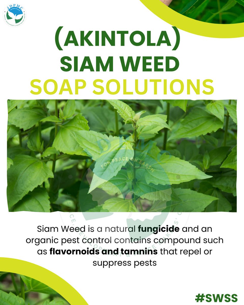 jdpmcosogbo1's tweet image. Sustainable farming starts with natural protection.
Choose organic pest-control that’s effective, affordable, and eco-friendly.

Feel free to like and Share

#RuralDevelopment 
#integratedpestmanagement