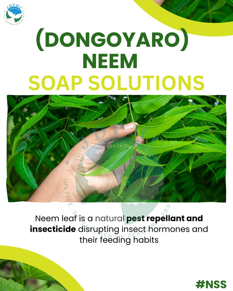 jdpmcosogbo1's tweet image. Sustainable farming starts with natural protection.
Choose organic pest-control that’s effective, affordable, and eco-friendly.

Feel free to like and Share

#RuralDevelopment 
#integratedpestmanagement