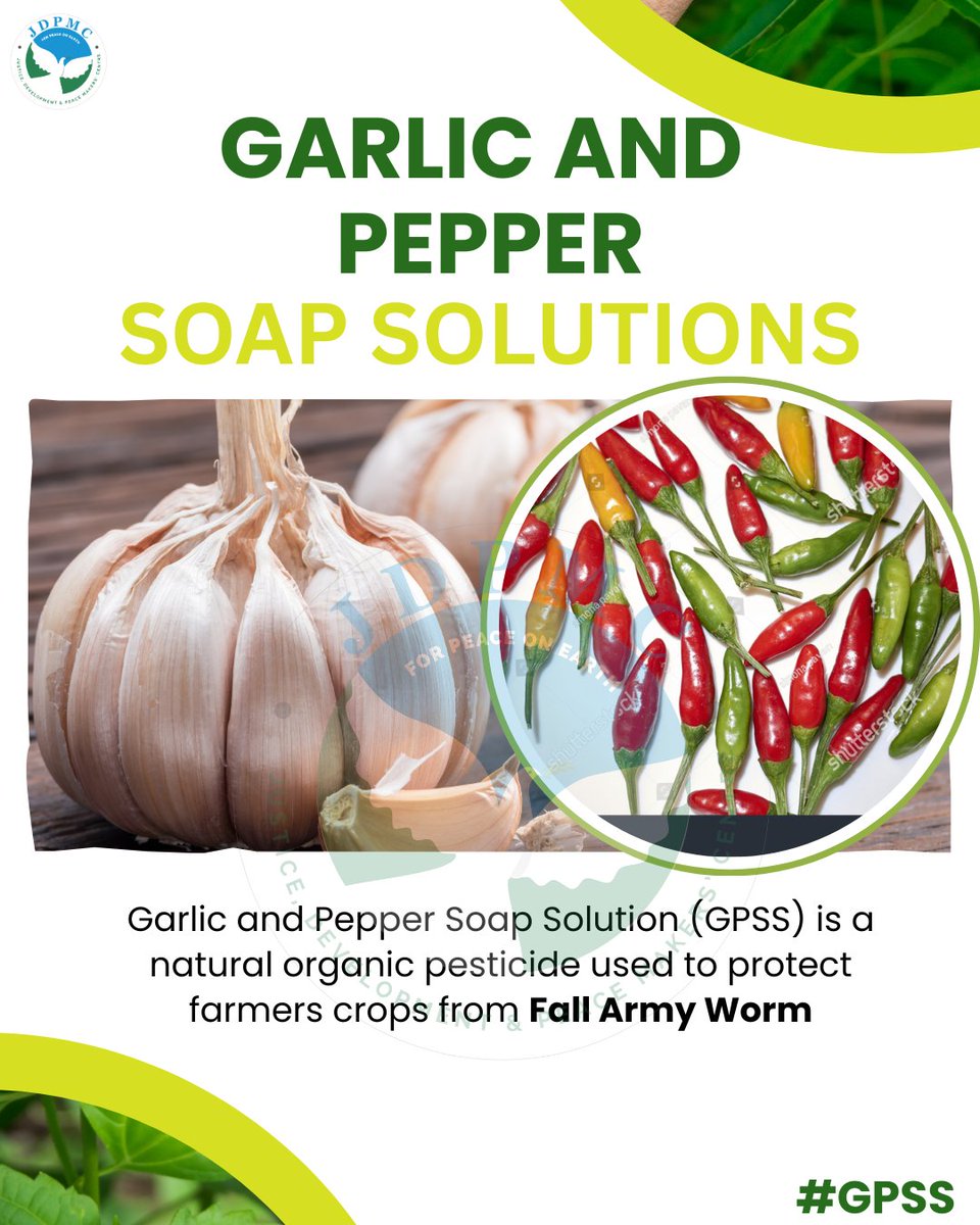 jdpmcosogbo1's tweet image. Sustainable farming starts with natural protection.
Choose organic pest-control that’s effective, affordable, and eco-friendly.

Feel free to like and Share

#RuralDevelopment 
#integratedpestmanagement