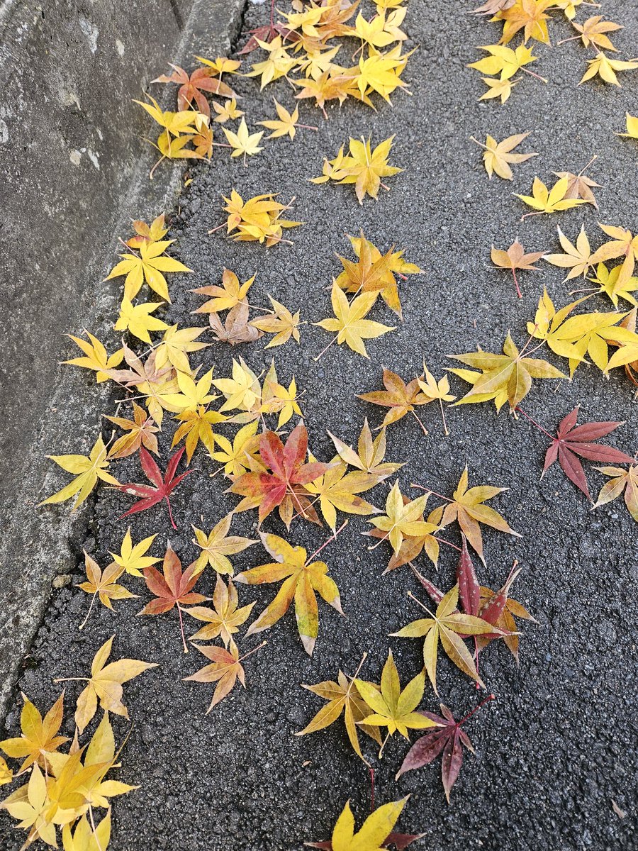 小さい秋みつけた🍁