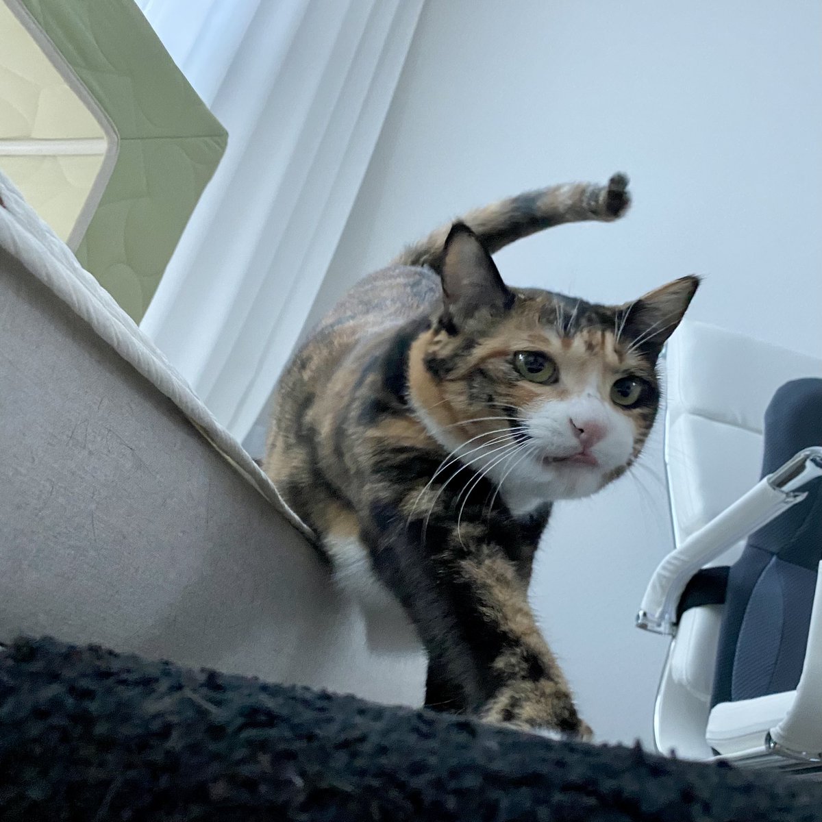 grapefruit_pk's tweet image. 제법호랑이같은걸