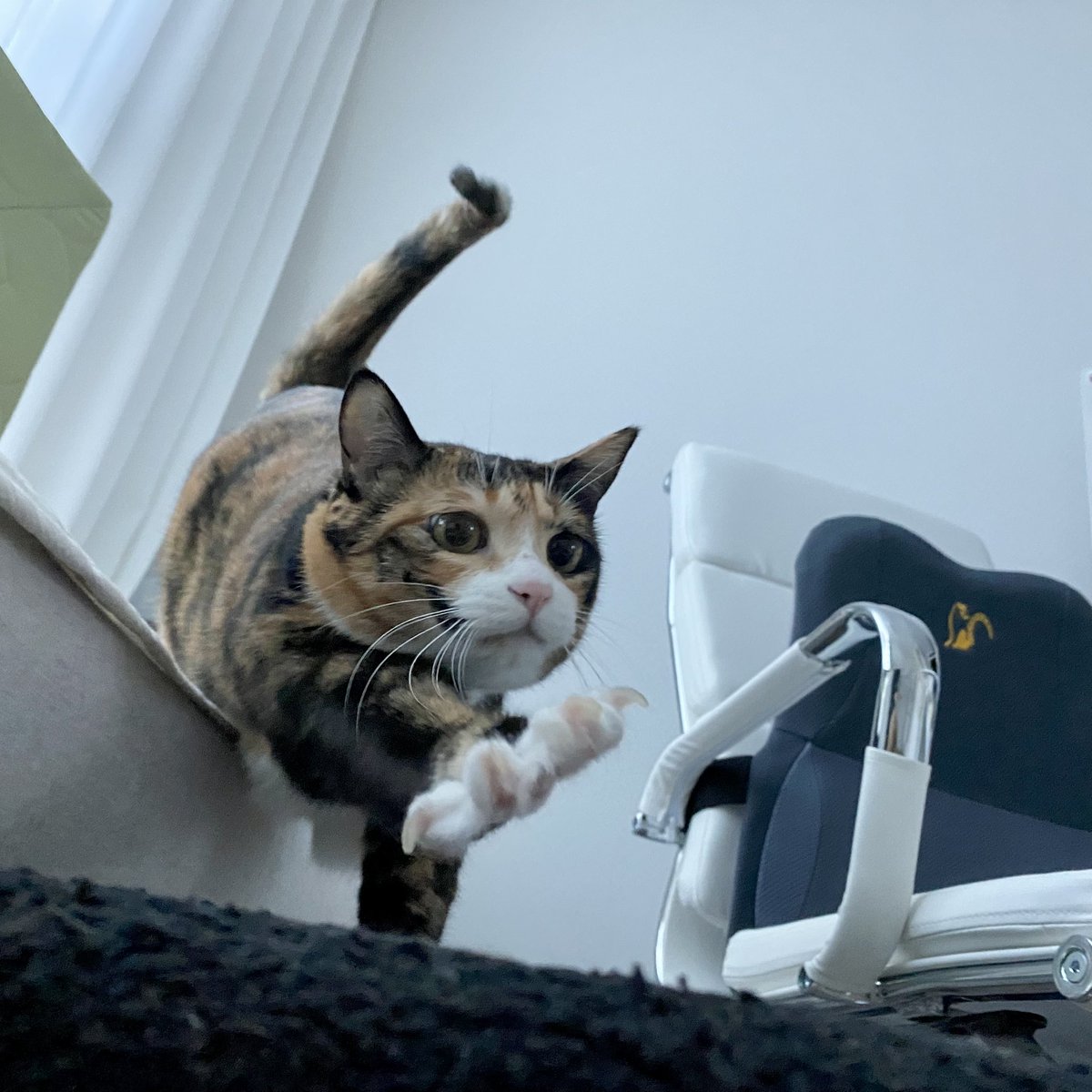 grapefruit_pk's tweet image. 제법호랑이같은걸