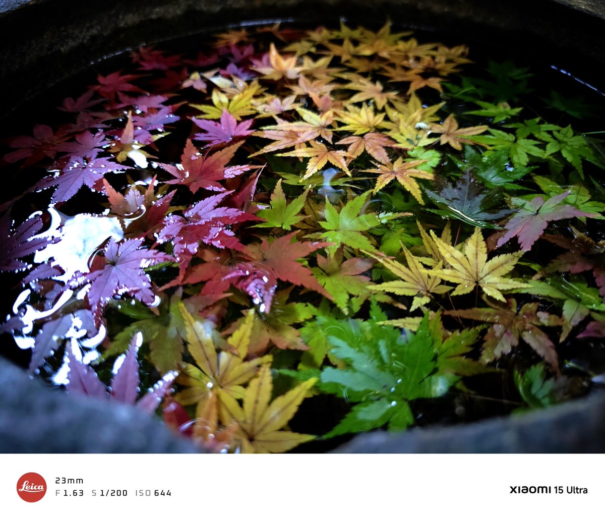 11/17 旧古河庭園
#紅葉 #Xiaomi #Xiaomi15Ultra