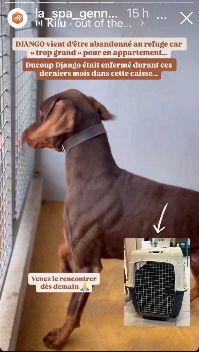 rt en masse 
Ce chien, trop grand pour un appartement, a été enfermé en permanence dans une caisse. Il est à adopter à la SPA de Gennevilliers. Merci pour lui.
Pensez avant d’adopter. 
C’est un amour