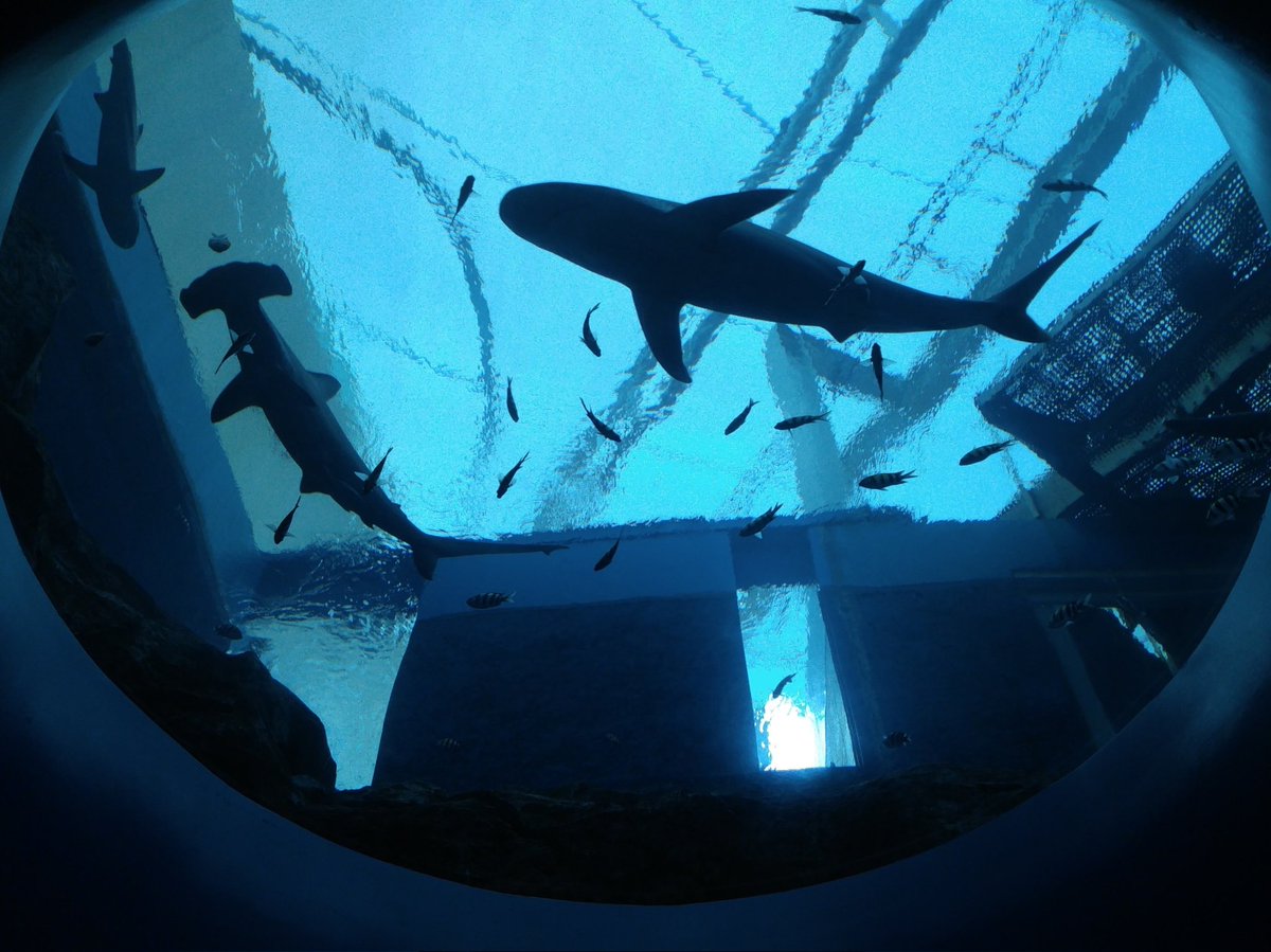 trinspr's tweet photo. 🦈

#水族館 #水族館写真 #aquarium https://t.co/AI3a0fEKHq