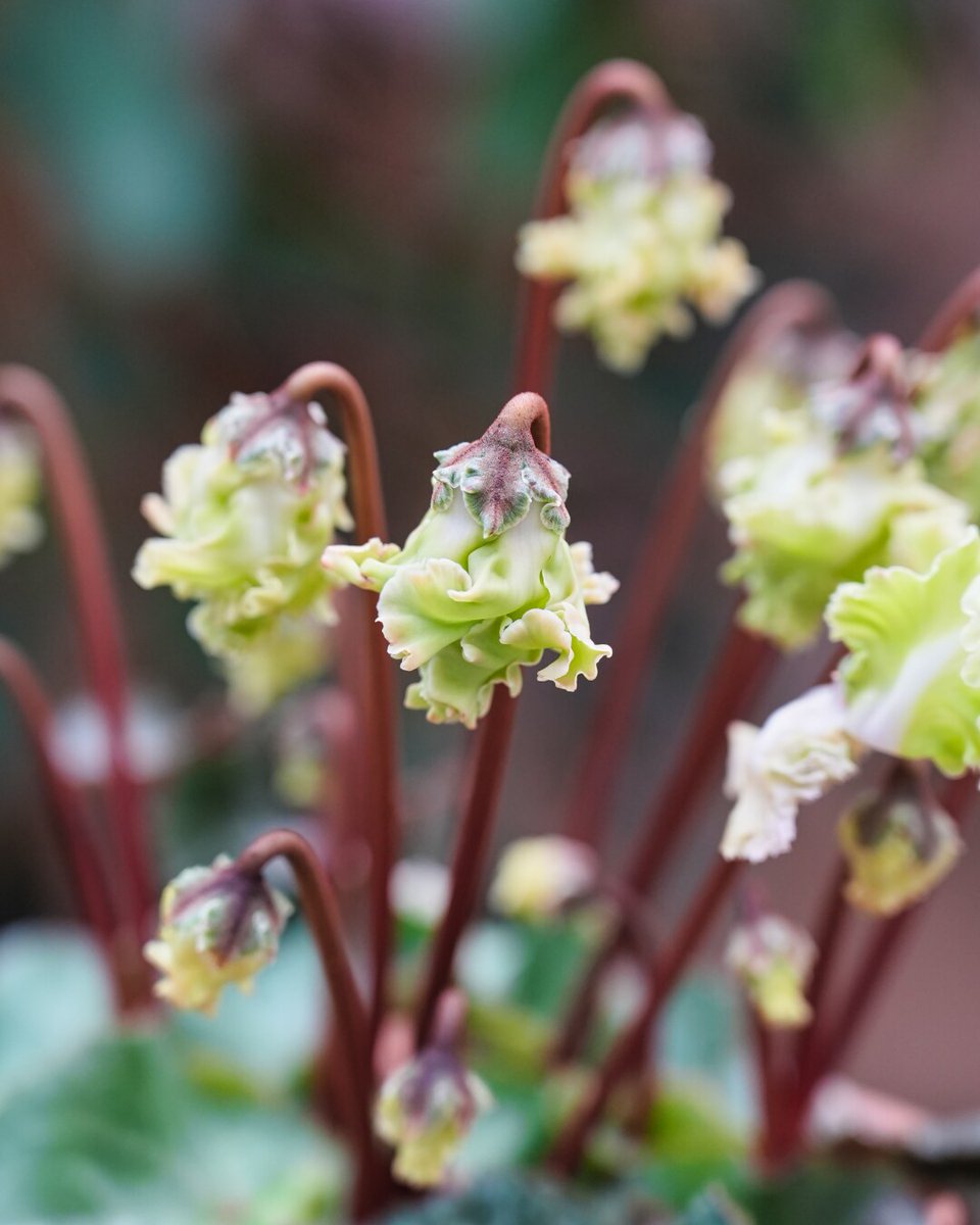 otonoha_jp's tweet image. 【音ノ葉】シクラメン・森の妖精 入荷‼
#園芸店 #音ノ葉 #シクラメン #森の妖精