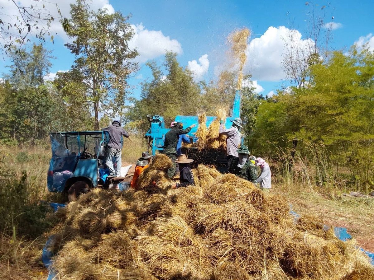 army2pr's tweet image. ชุดปฏิบัติการโครงการบ้านจาร กองพันทหารราบที่ 1 กรมทหารราบที่ 13 จัดกำลังจิตอาสาลงพื้นที่ช่วยชาวนาสีข้าวในเนื้อที่ จำนวน 4 ไร่ เพื่อเป็นการแบ่งเบาภาระค่าใช้จ่ายให้กับพี่น้องชาวเกษตรกร ณ บ้านจาร ตำบลม่วง อำเภอบ้านม่วง จังหวัดสกลนคร
#ช่วยเหลือเกษตรกร