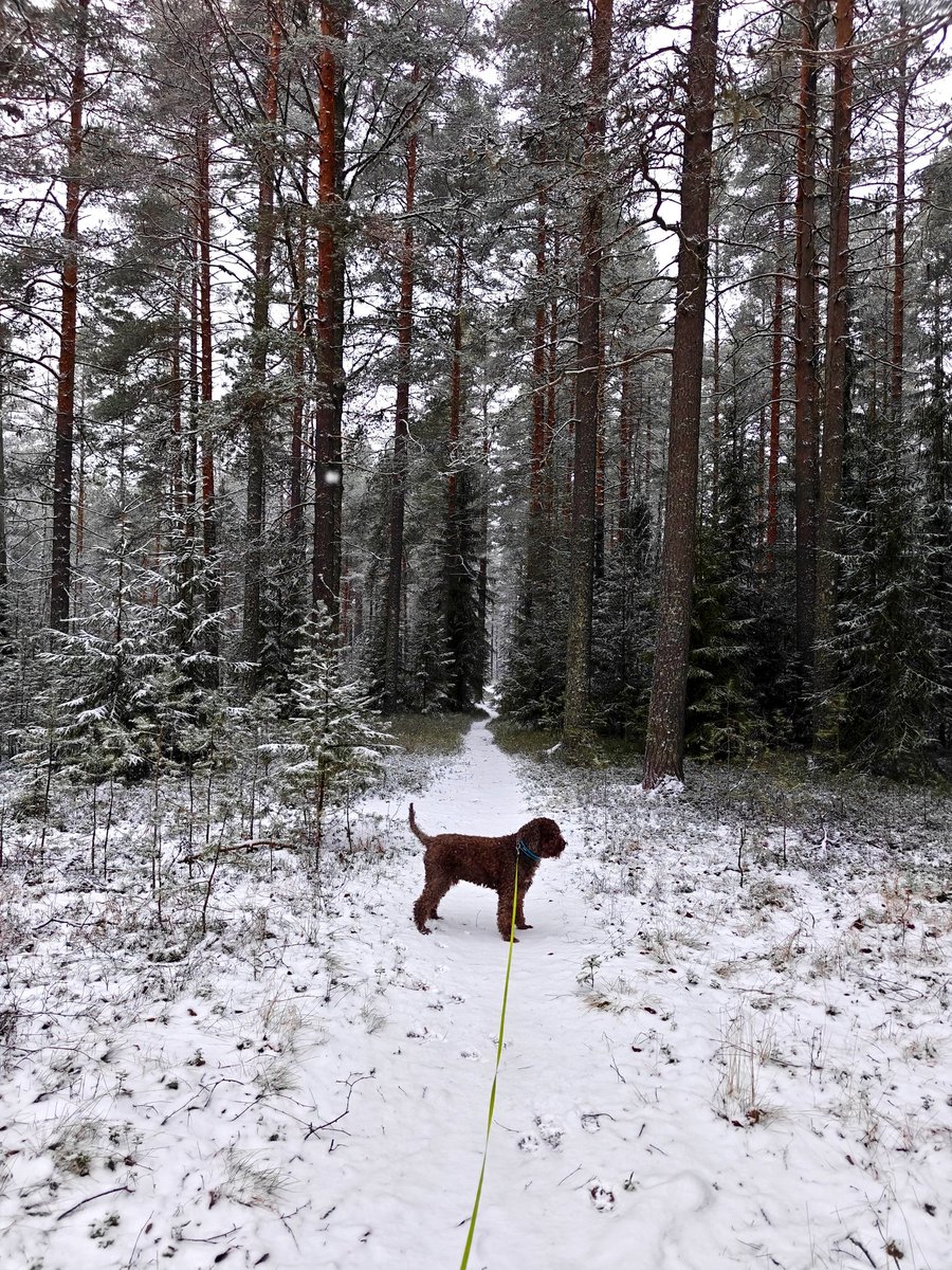 Talven iltavuoron iloja, ennen töitä lenkki valoisassa metsässä 🐕🐾❄️🌨️