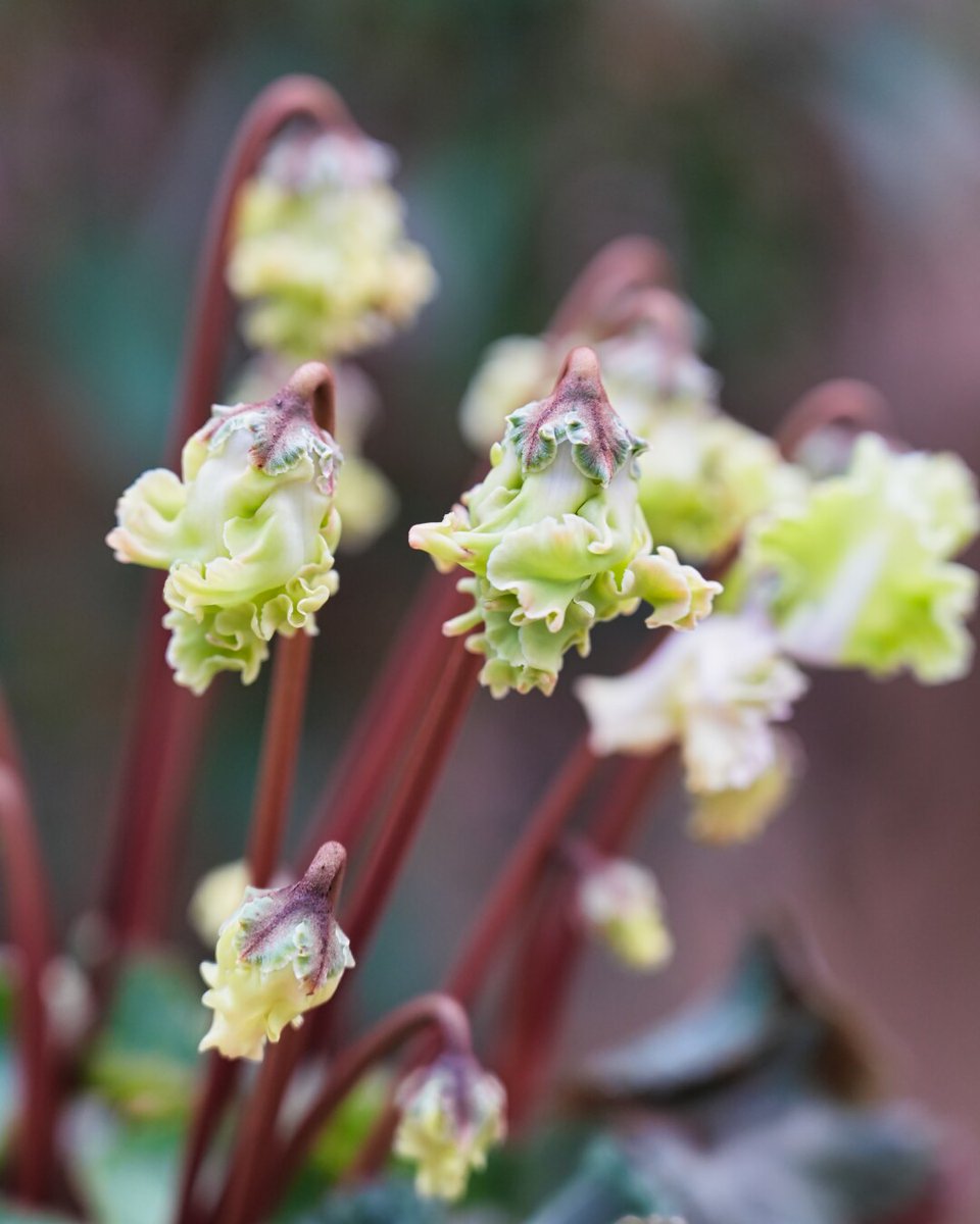 otonoha_jp's tweet image. 【音ノ葉】シクラメン・森の妖精 入荷‼
#園芸店 #音ノ葉 #シクラメン #森の妖精