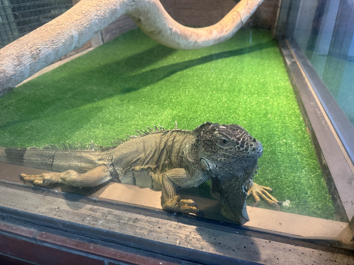 引き取りのイグアナ 可愛がります😊 口がちょっと曲がってる子だけどw