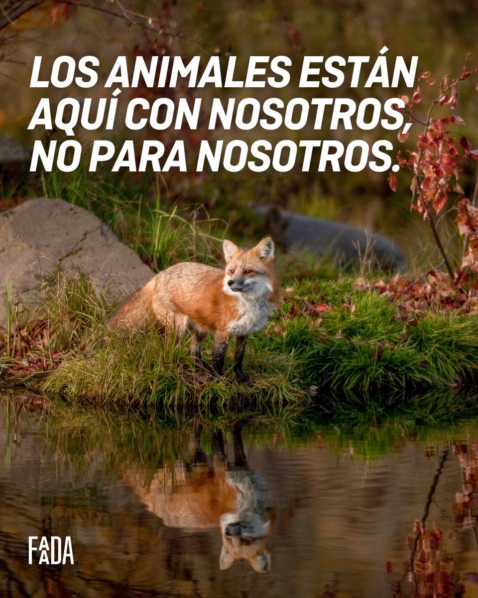 El mensaje es claro y sencillo, ¿verdad?🦊🌿

¡Dale al 💚 si piensas lo mismo y comparte!
#felizdomingo